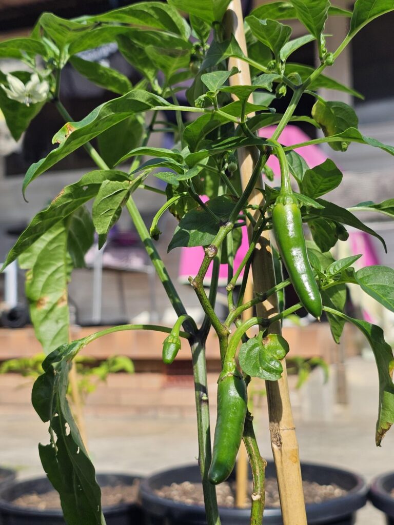 Dont give up on your slow/weak plants... 🌱