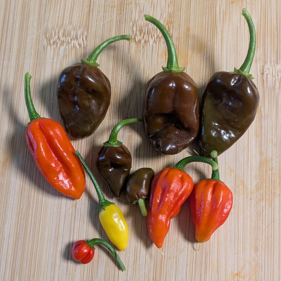 Today's mini harvest