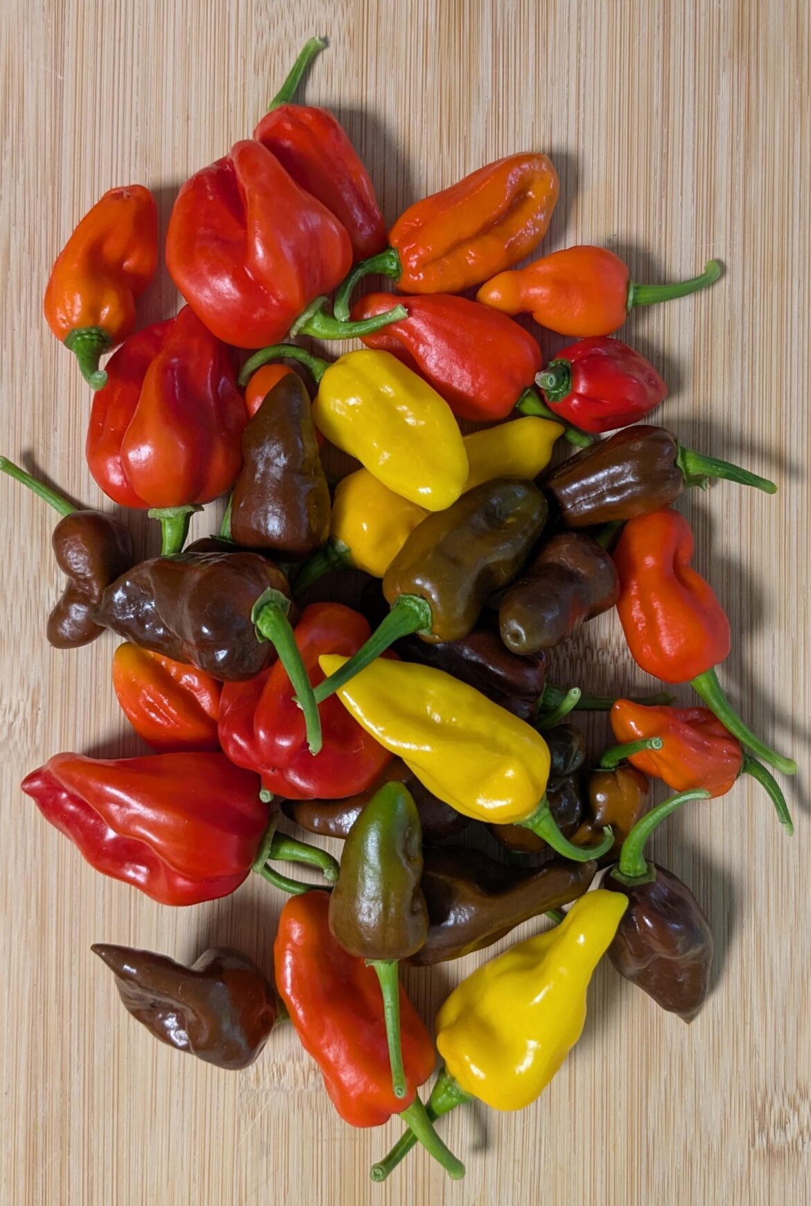 Biggest harvest so far this season...