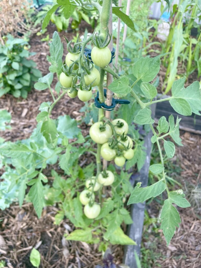 My Happiest Garden Yet 🥹 My Happiest Garden Yet 🥹