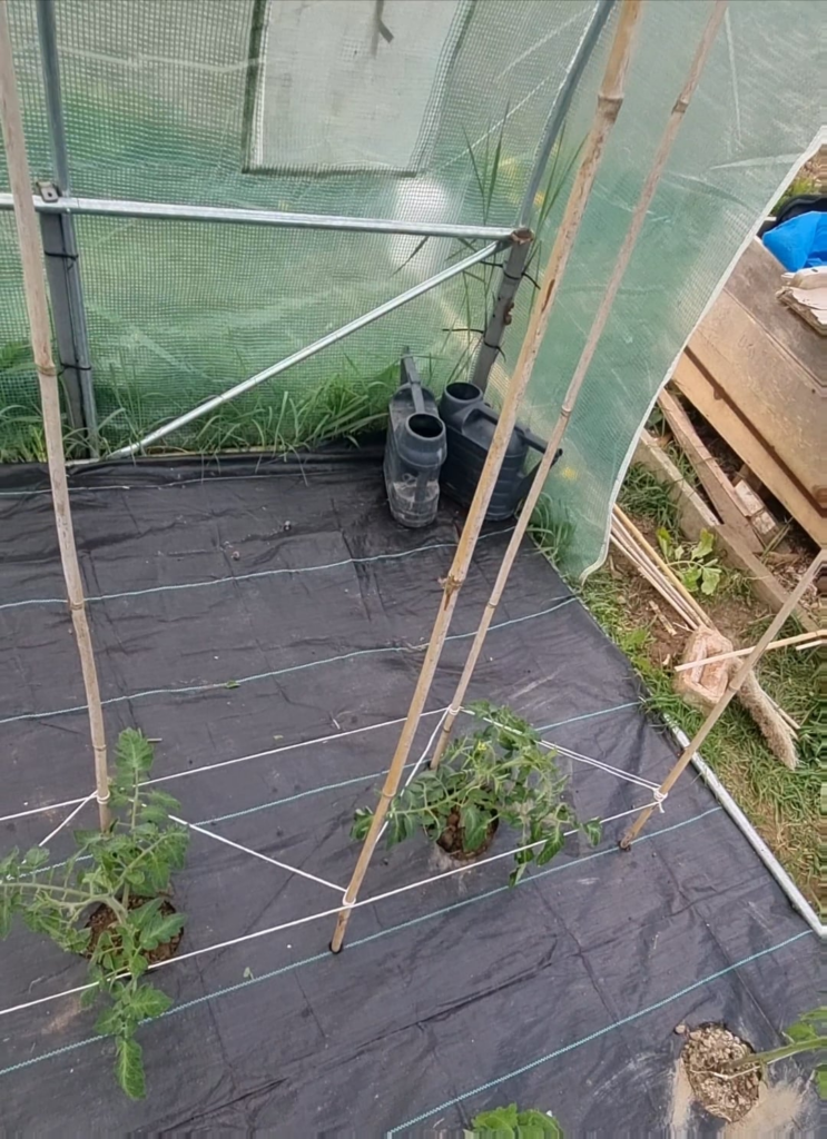 How I cage up and string up my indeterminate and determinate tomatoes cost next to nothing