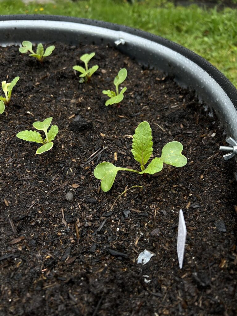 Gardening in the warm rain today was therapy! Gardening in the warm rain today was therapy!