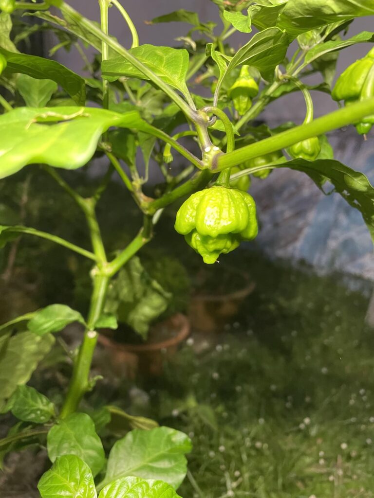 Are these ghost peppers?