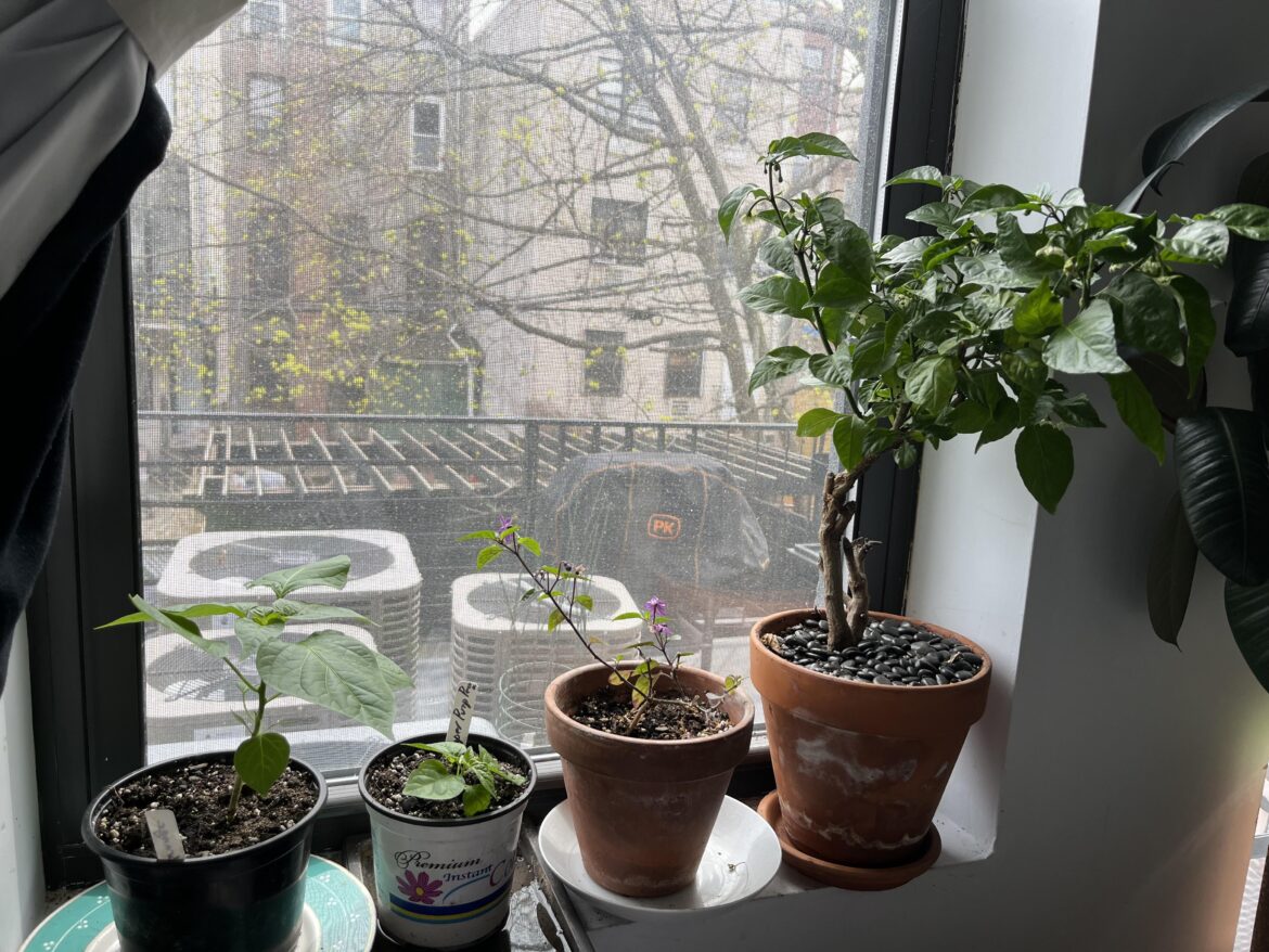 5yo Carolina Reaper watches over the young ones 5yo Carolina Reaper watches over the young ones