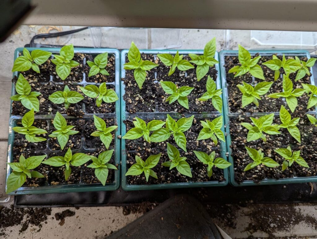 How much longer until these need repotted?