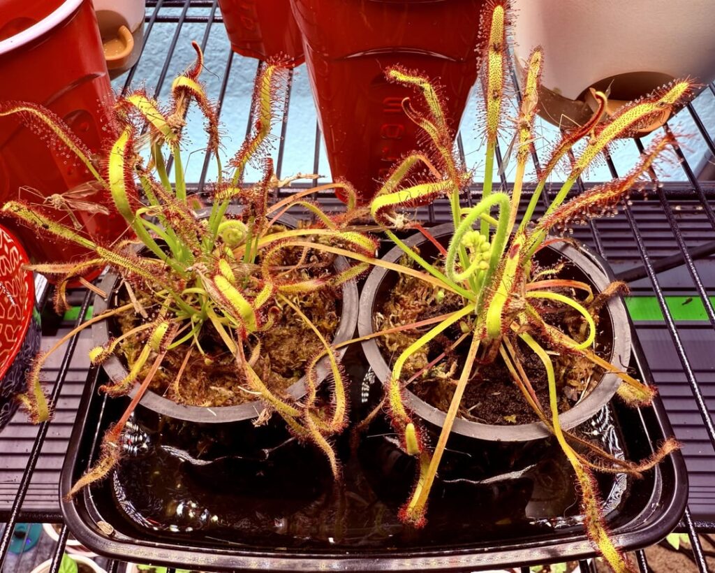 Nature’s sticky traps