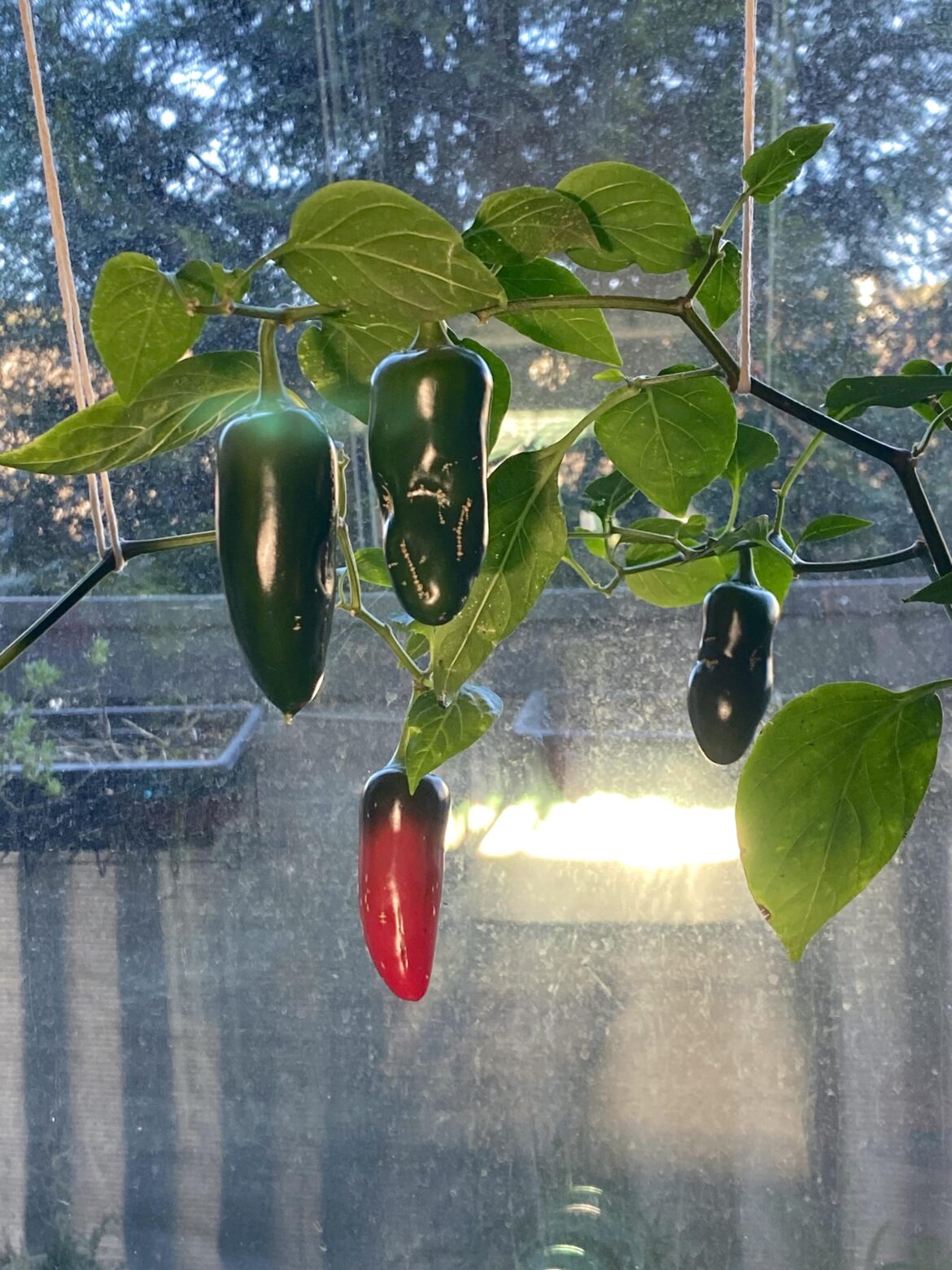 Update: Going Out of Town, Should I Harvest These?