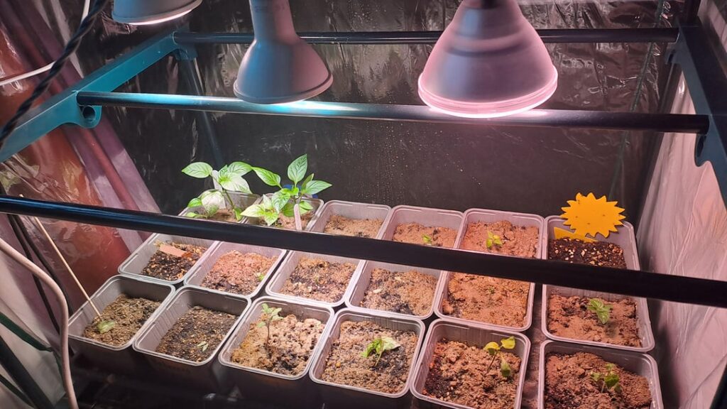 Why are they dying of?