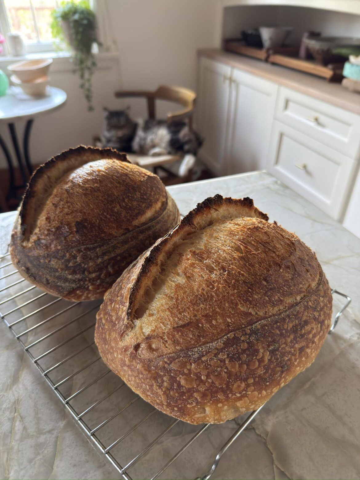 First time post here... not bad for a beginner?