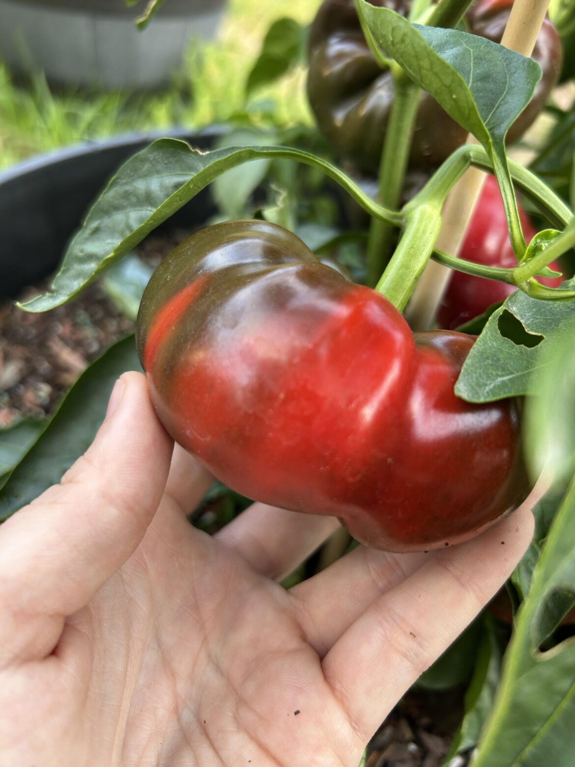Why are my red bell peppers growing so short and stubby?