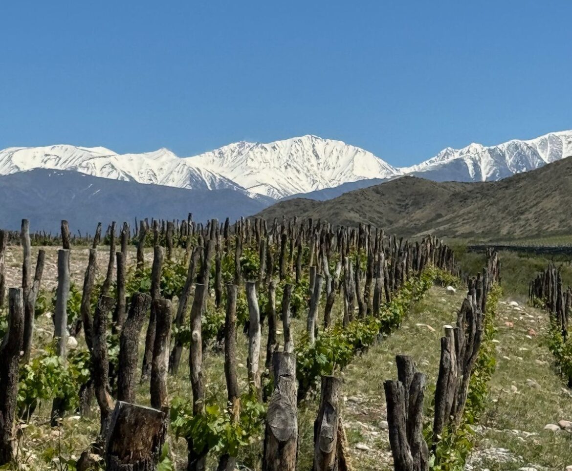 The Buyer | How Argentina’s ‘mountain wines’ are taking it to new heights How Argentina’s ‘mountain wines’ are taking it to new heights