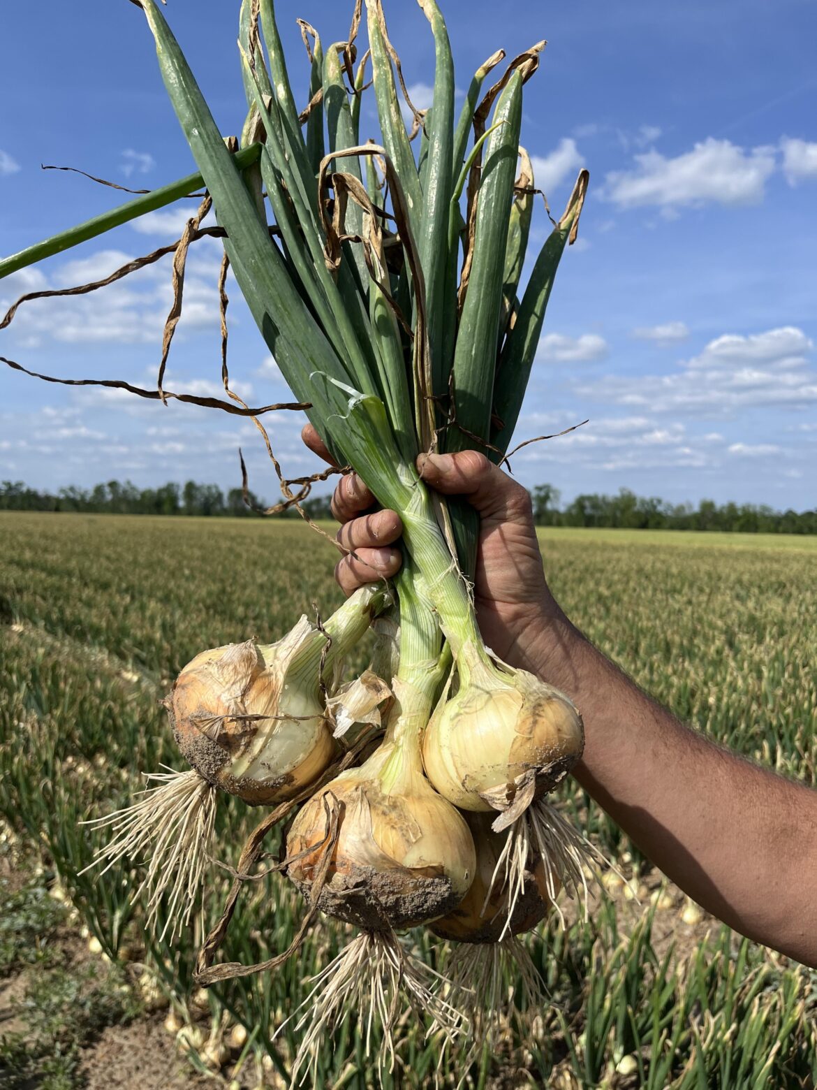 Pic I grabbed from the Vidalia onion field last week: