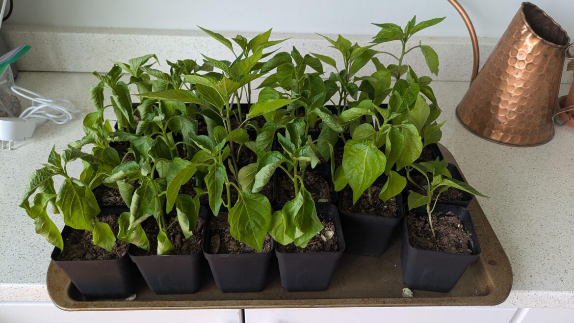 Left small plants out to harden, looking like this. What to do?