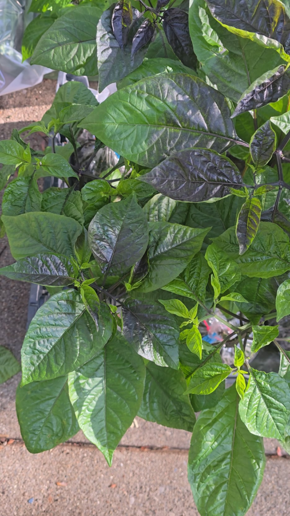 Hardening the last wave of plants, seeded on Feb 15th