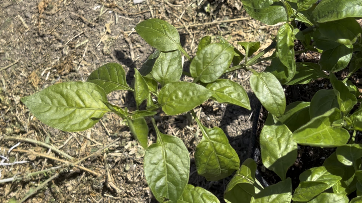 I was inspecting for aphids and… I was inspecting for aphids and…