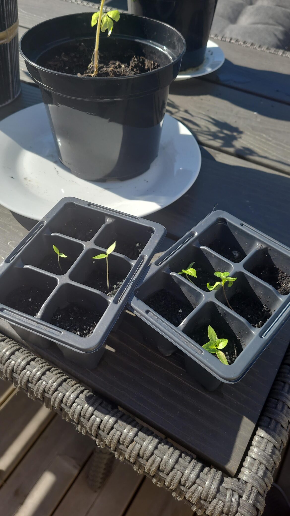 My reapers were forgotten when I was away for two weeks, didnt start sprouting and were completely dry these are going to be resilient, 3 weeks later and life!