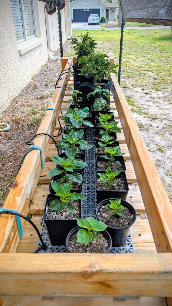 We are in full vegetation mode now