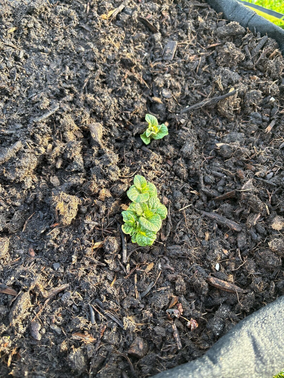 Potatoes have sprouted