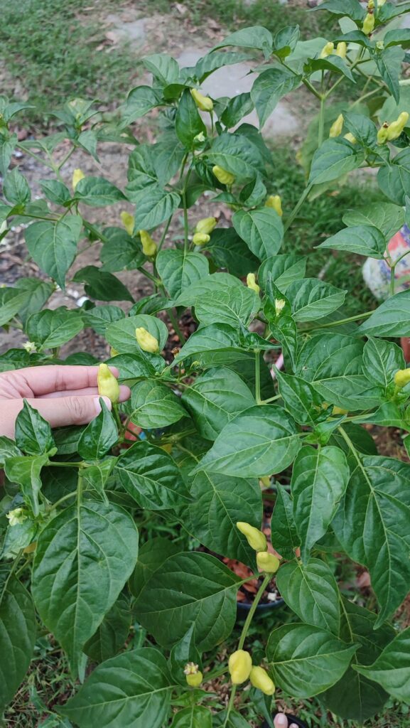 Identify this pepper Identify this pepper