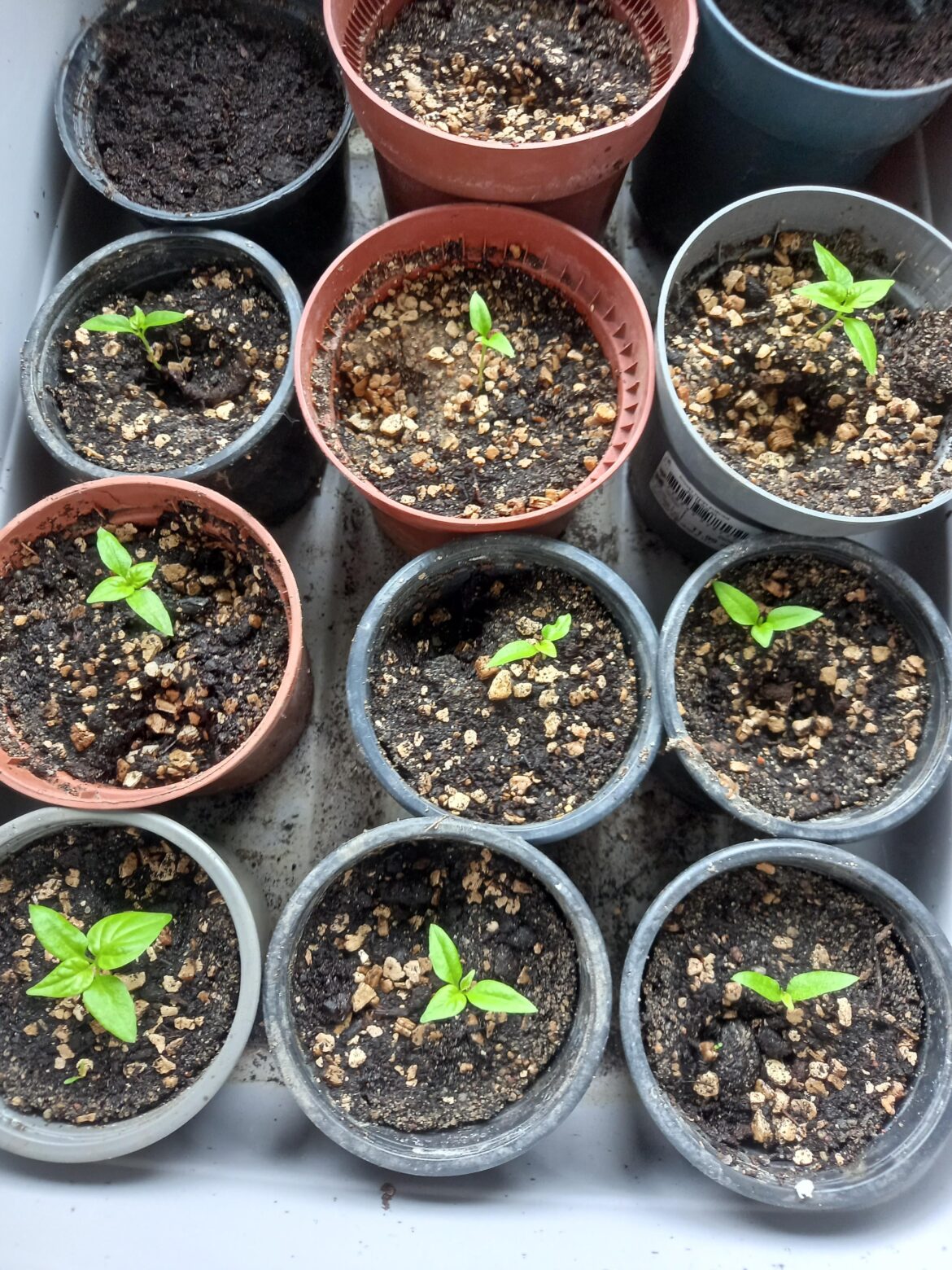 Are they doing okay'ish?