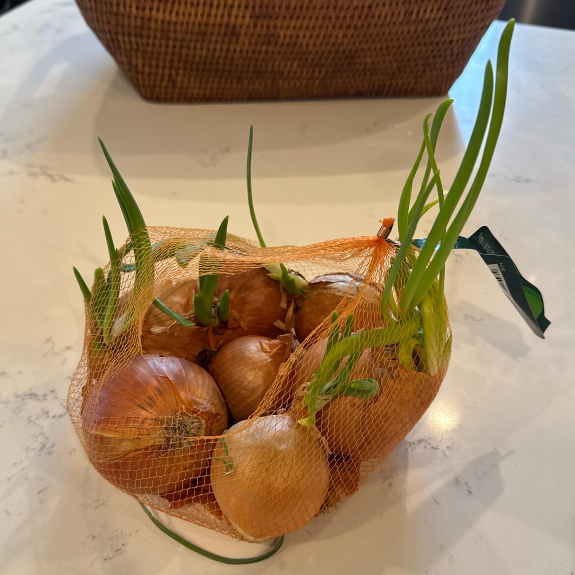 What to do with this bag of onions that sprouted?