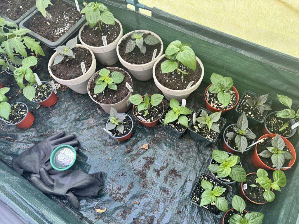 This years progress This years progress