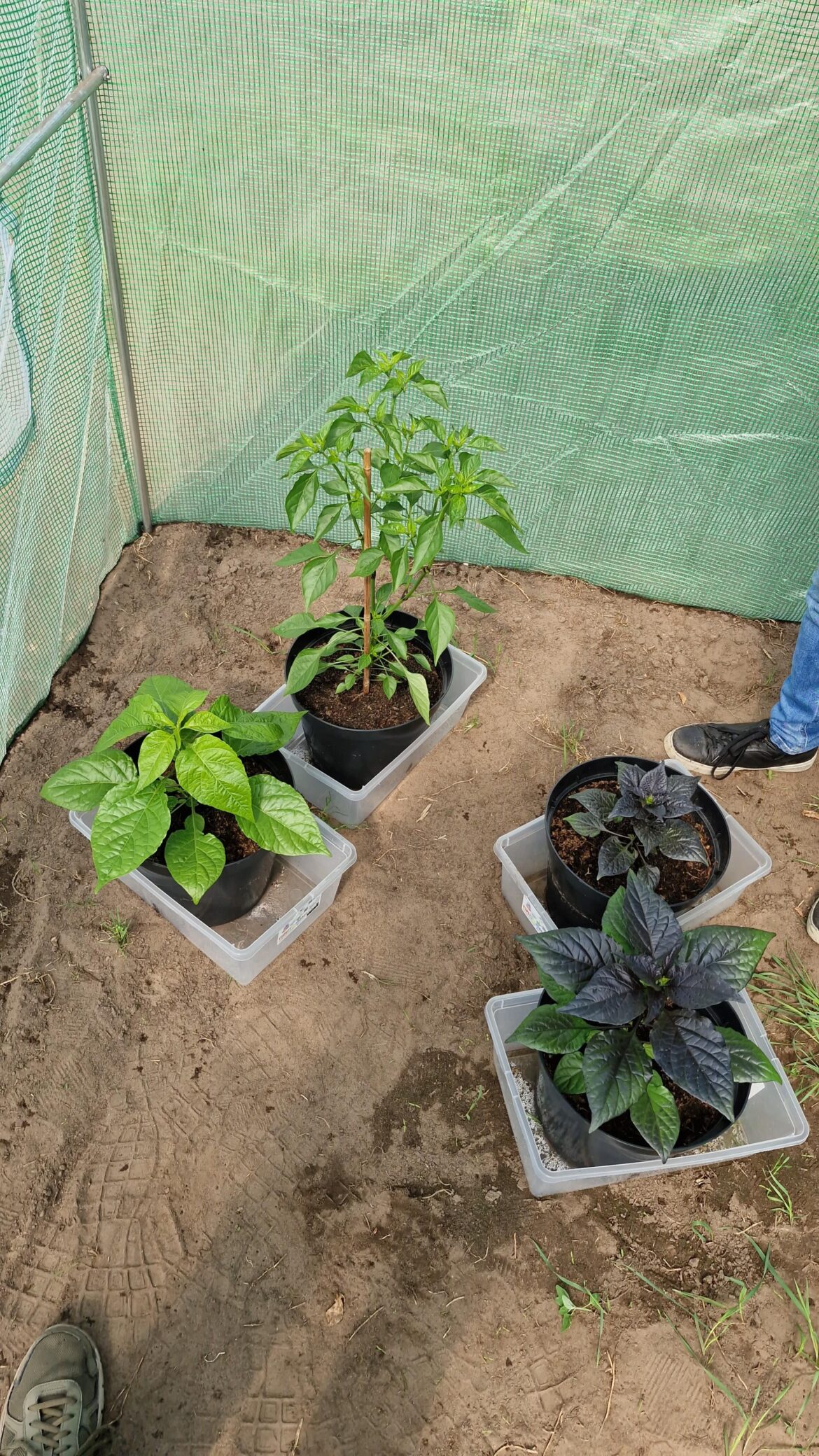 Can't believe how my mate grew em so big, their seeds were put in soil just a small 3 months ago!