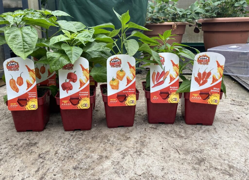 Update: My local garden center is a life saver.I’ve never grown super-hots before, any tips?