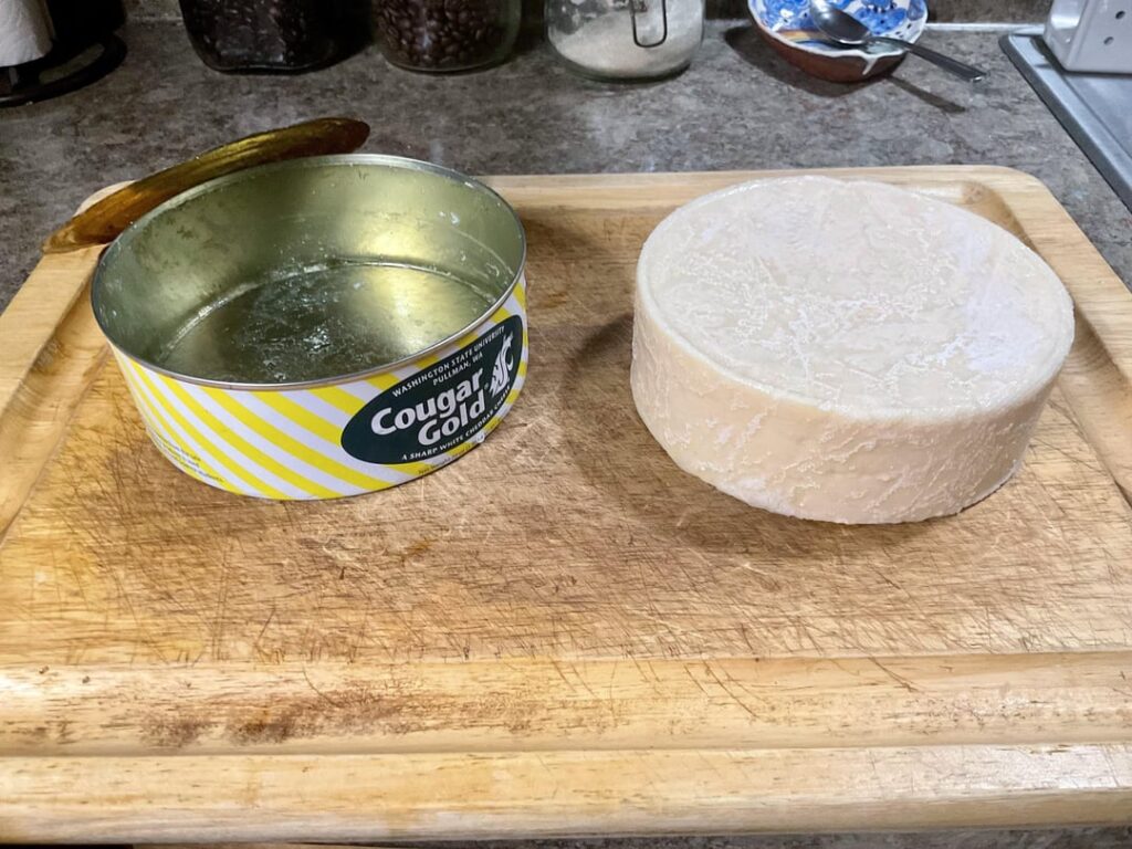 5 year old Cougar Gold!