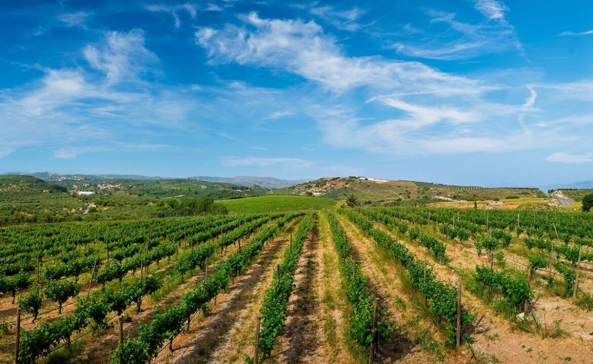 Discover Greek wine trails this summer