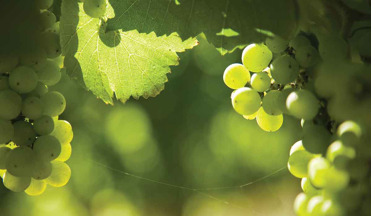 grape days 2025 FBTW