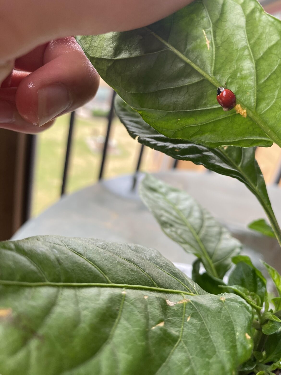 What are the odds of this happening?! What are the odds of this happening?!