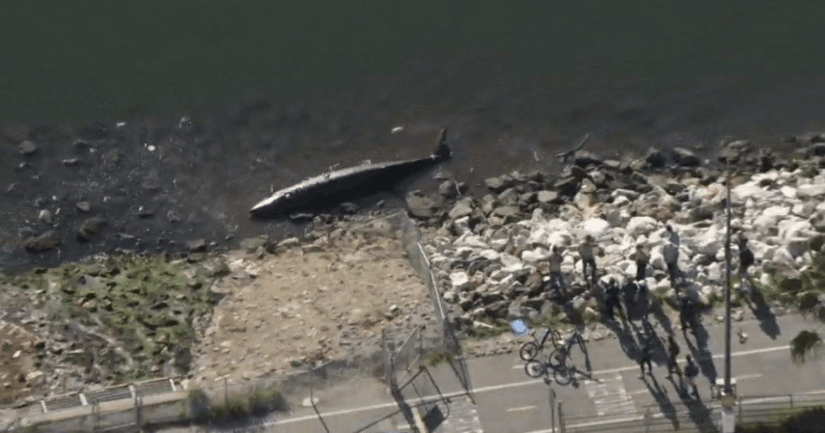 Be careful with seafood from Pacific along North American Coast Be careful with seafood from Pacific along North American Coast