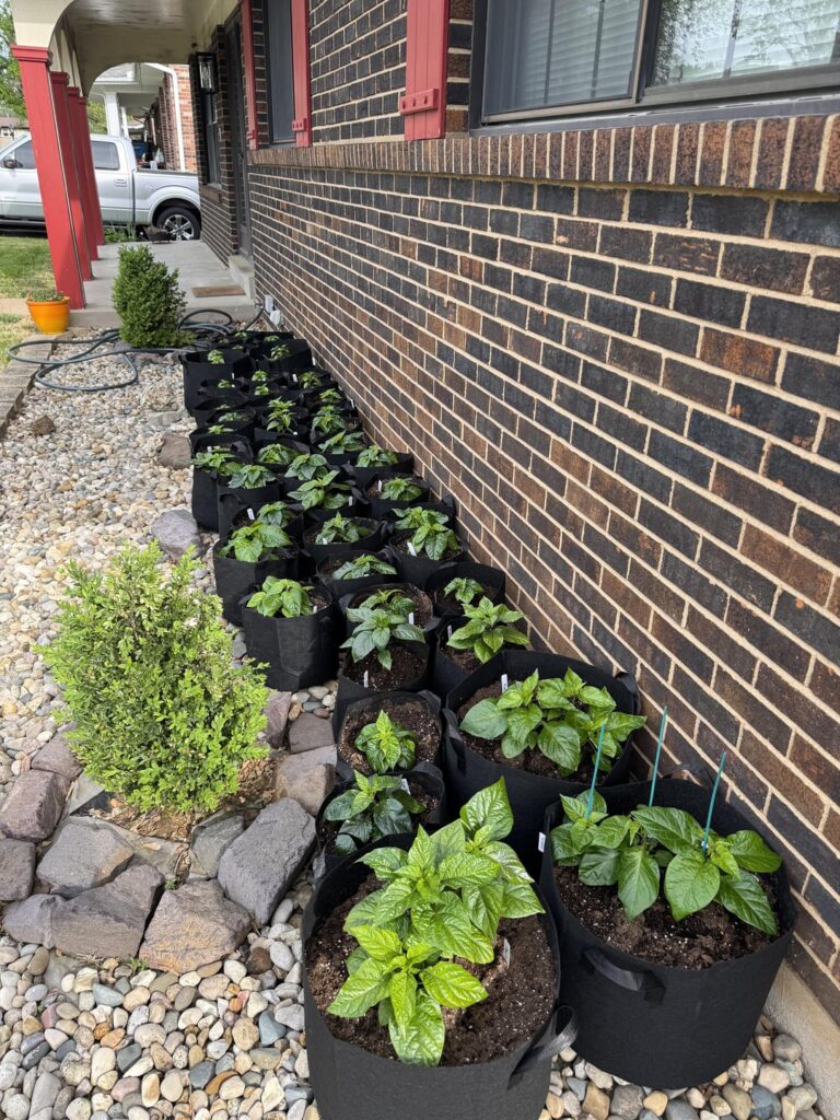 First Year From Seed Update