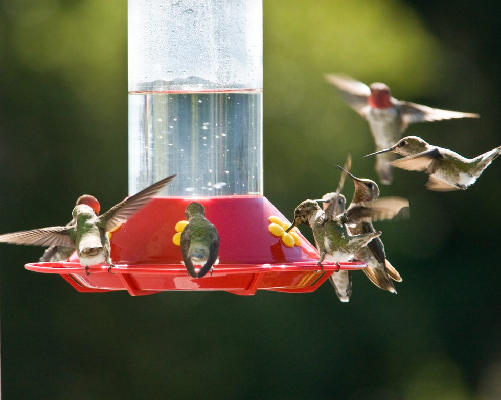how to make hummingbird nectar