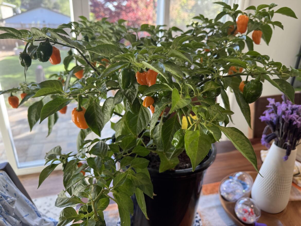 First harvest of the year!