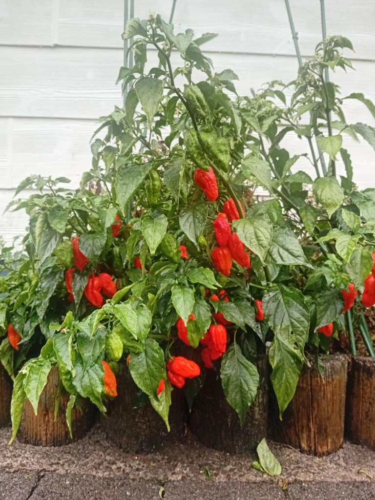 First time growing- Ghost: I will bestow upon you a bountiful harvest, and I will increase your yield twofold after the first reaping! Trinidad: You get one.