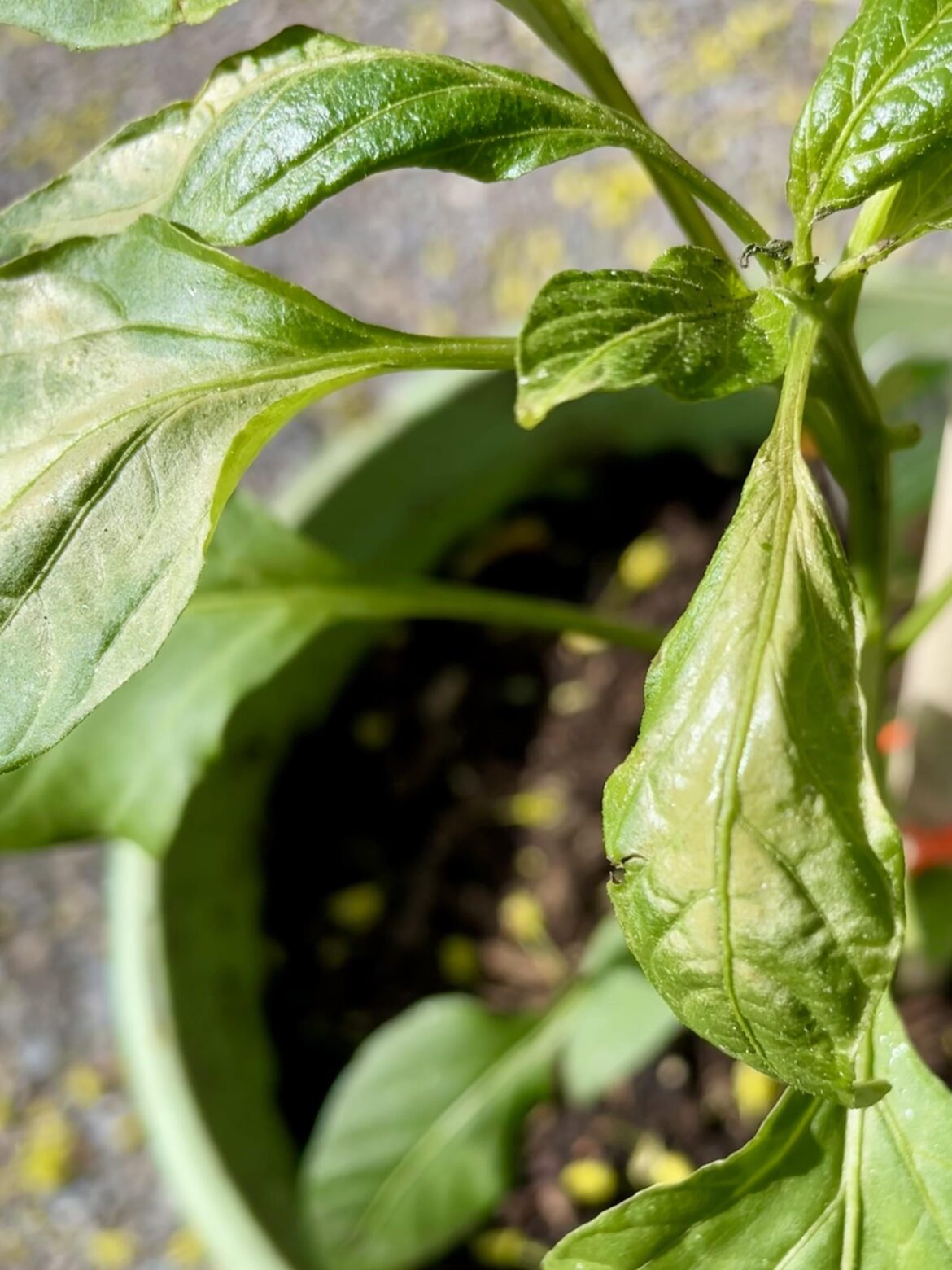 Thai Pepper Help! – First Time Gardener Thai Pepper Help! - First Time Gardener