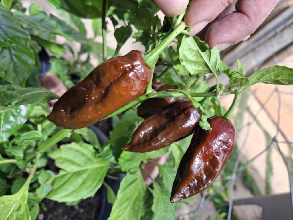 Is this a pasillo ancho pepper? Any recommendations on when to harvest it for seeds and to try out?