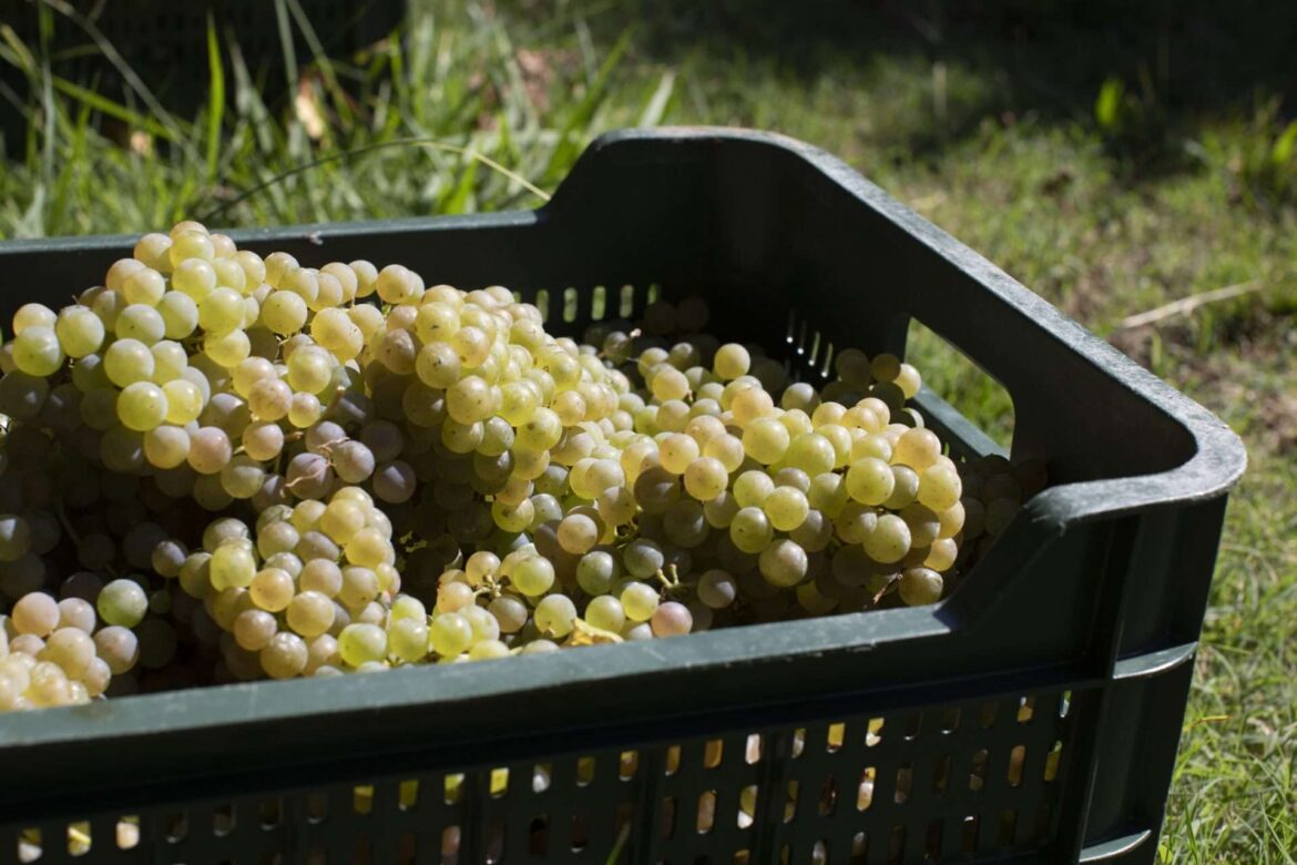 Wines from Spain: the emerging complexity of Spanish whites