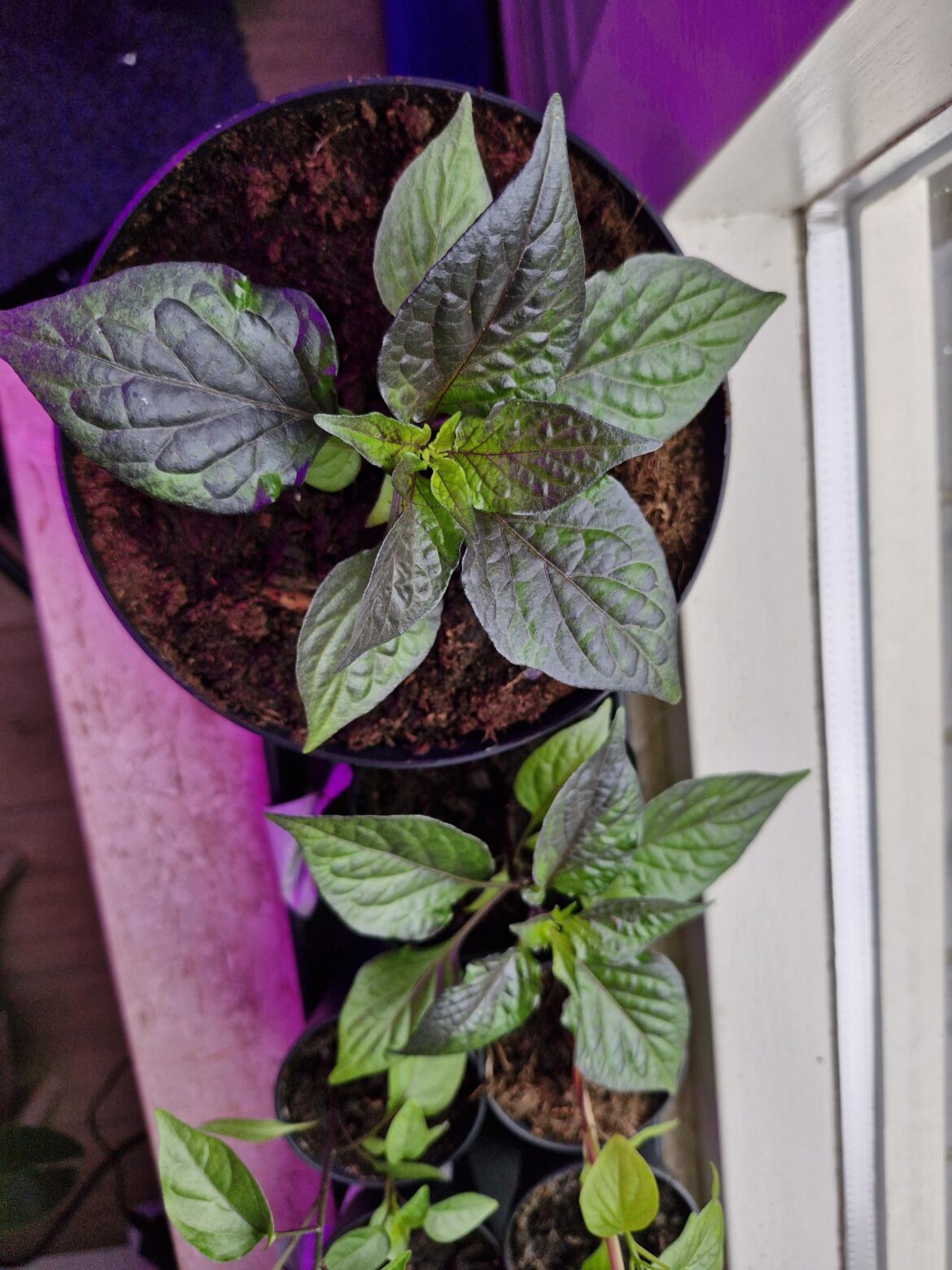 Potential Chocolate Primotalii cross? Potential Chocolate Primotalii cross?