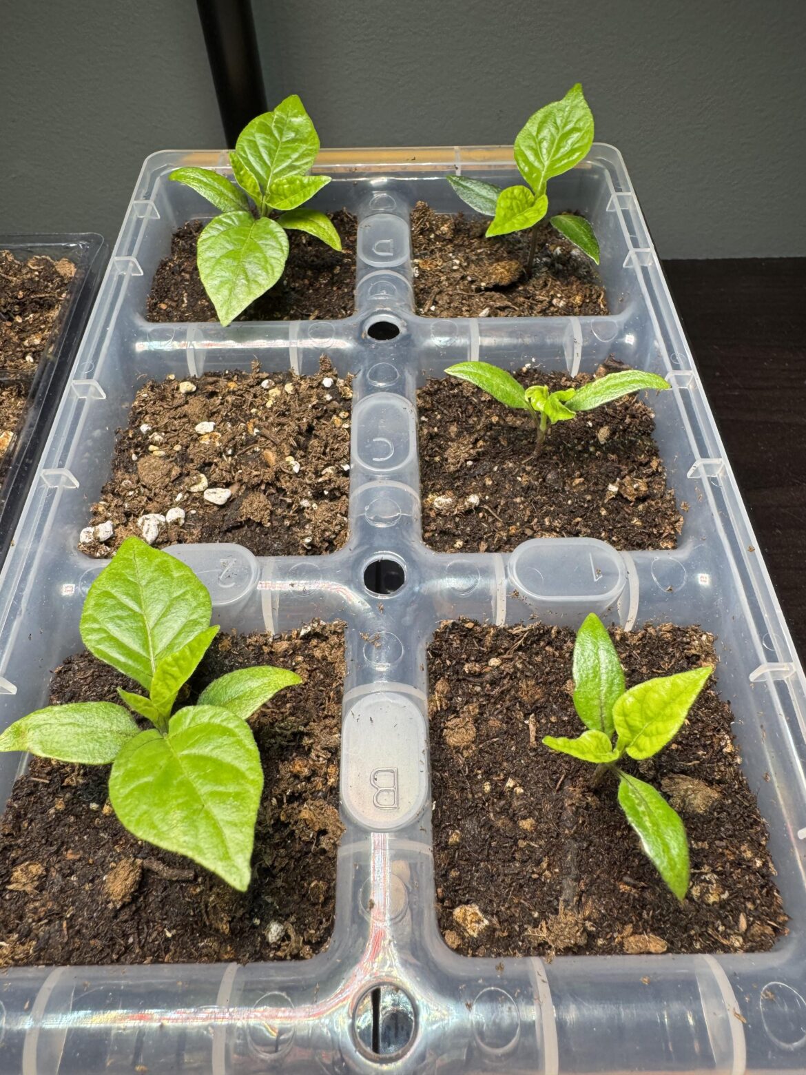 First year growing from seed. Everything looking good so far?