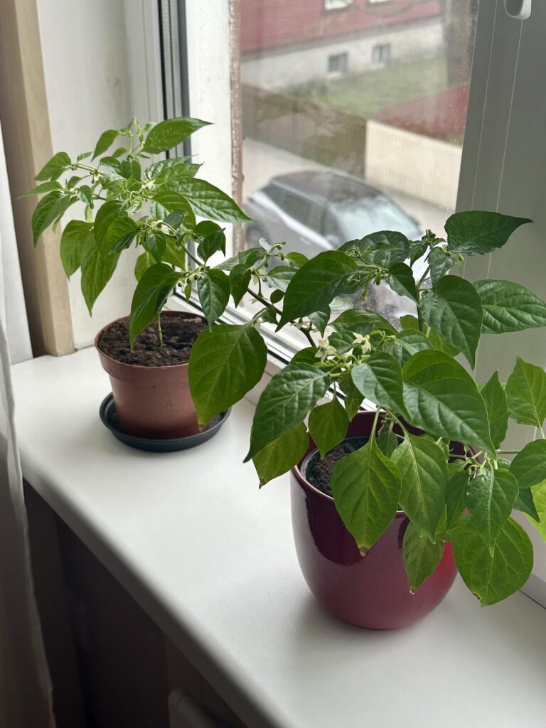 Officially my new favorite hobby