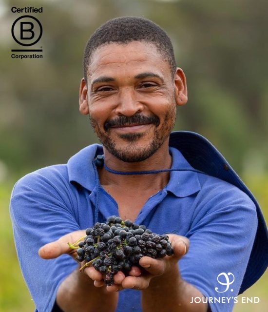 An image of a Journey's End winemaker holding up a bunch of organic wine grapes