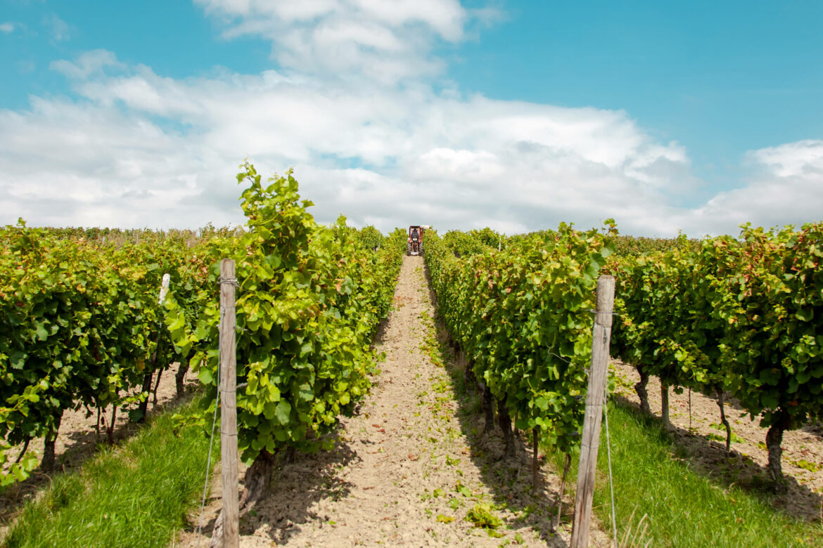 Three local vineyards that will make you rethink Brandenburg wine