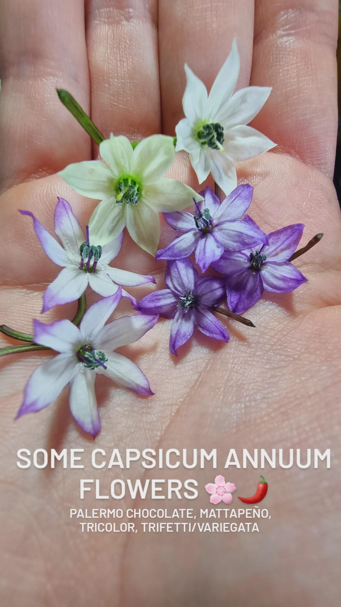 Some flowers for you 🌸 Some flowers for you 🌸