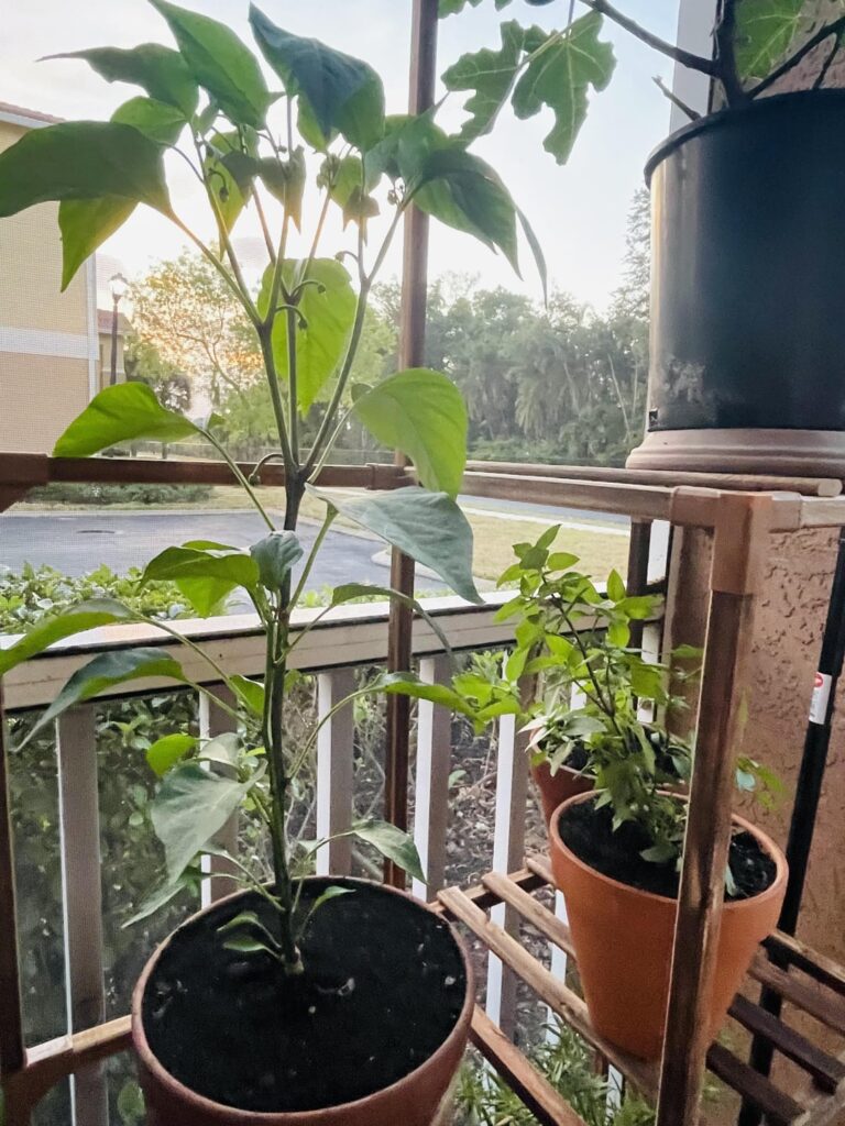 Do I need to do any pruning?