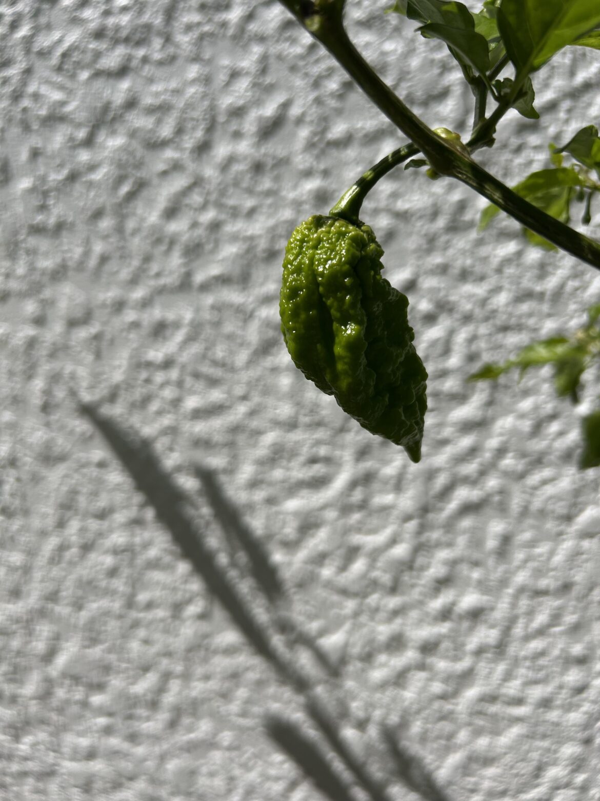 Why do my Carolina reapers look like this???
