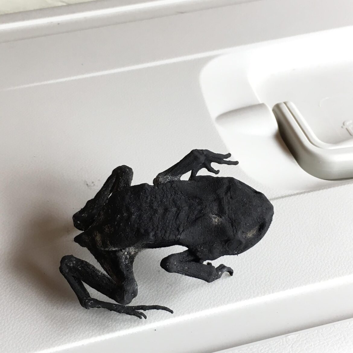 What's the weirdest thing you've found in a bag of lumpwood?