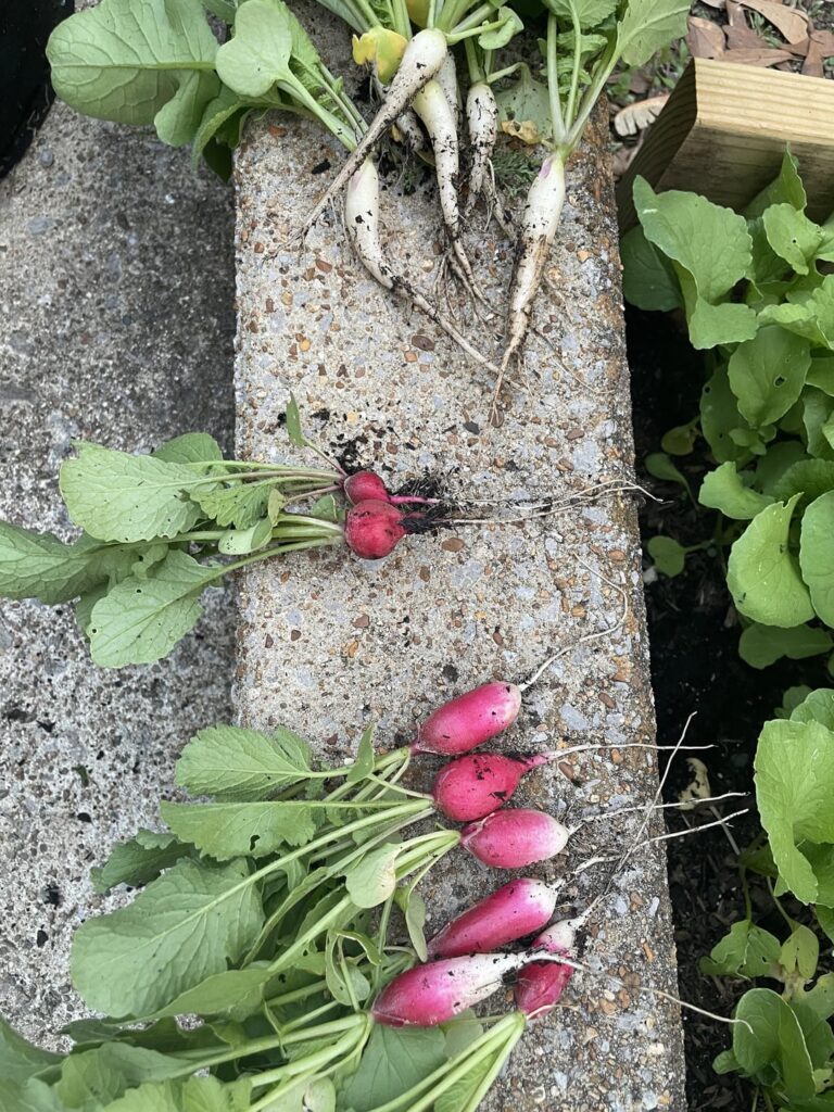 First harvests of the year!!